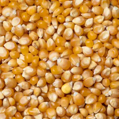 Kukuřice na popcorn 5 x 500 g