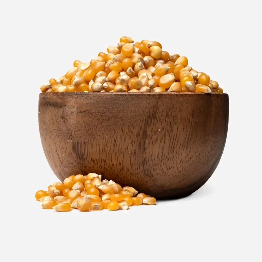 Kukuřice na popcorn